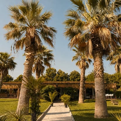 Palm-lined pathway through COCO Beach Bar